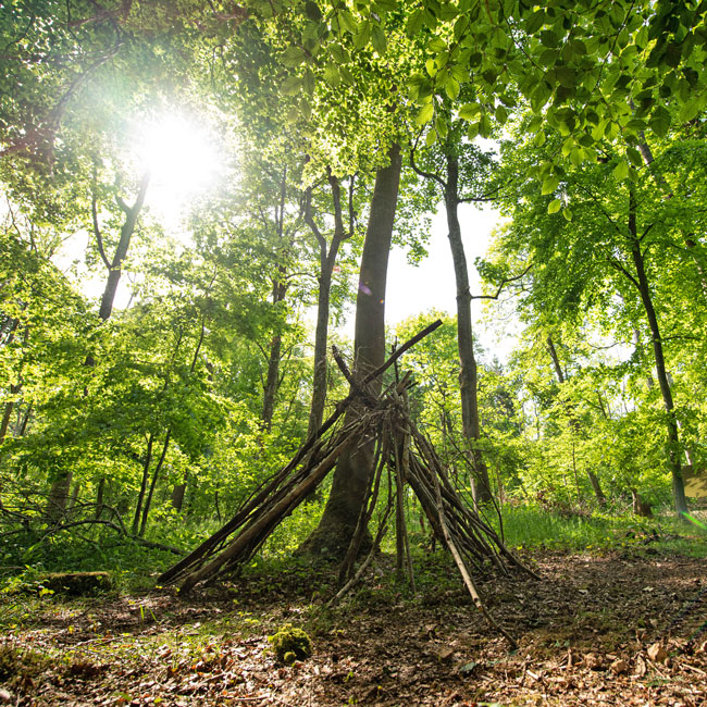 Den in the woods